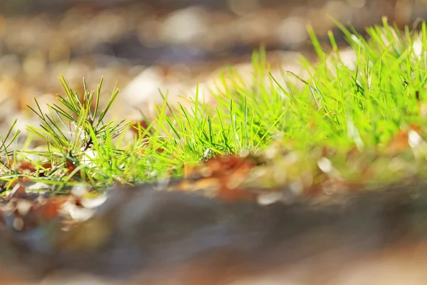 Primera hierba verde en el bosque —  Fotos de Stock