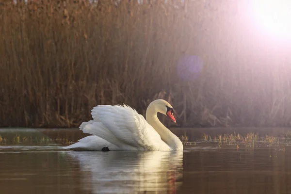 Magnifique oiseau blanc flottant sur l'eau — Photo