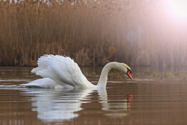 Schwan-Männchen blickt auf Spiegelung im Wasser und sonnigen Hotspot — Stockfoto
