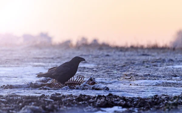 Raven sitting on prey and  sunny hotspot — Stock Photo, Image