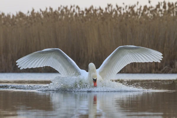 El cisne emerge del agua — Foto de Stock