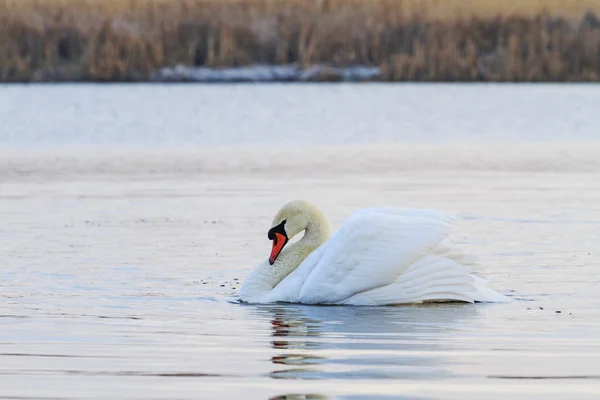 Swan alpha male — Stock Photo, Image