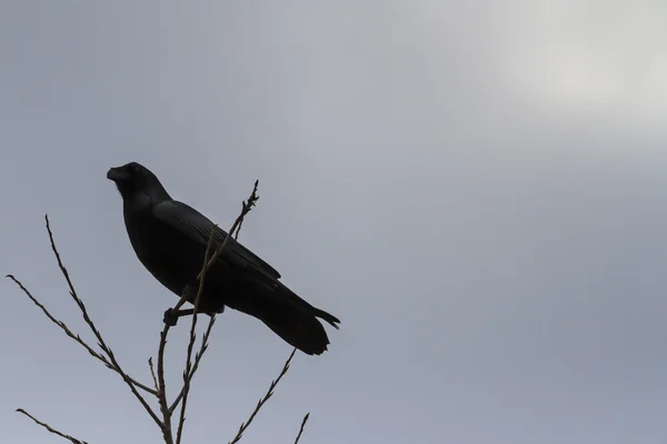 Raven sits on a thin branch — Stock Photo, Image