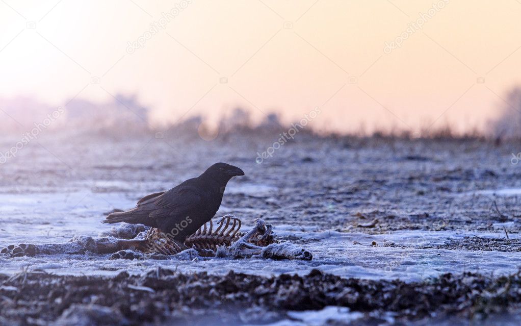 raven sitting on prey and  sunny hotspot