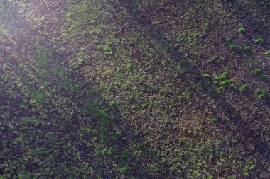 Bahar çimen gündoğumu