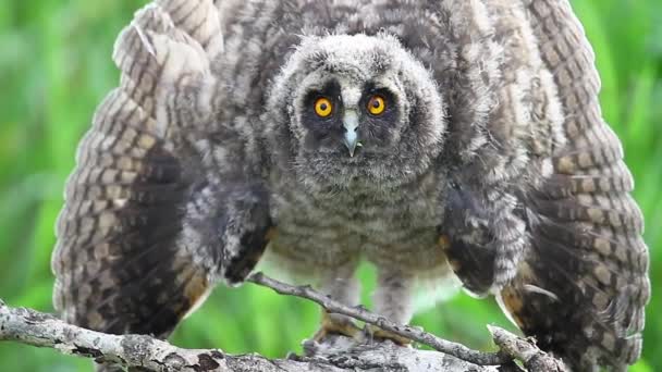 Owlet predator scares opening wings — Stock Video