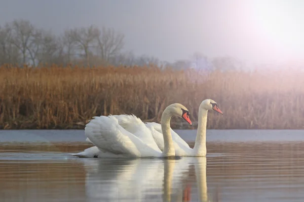 Paar weiße Vögel auf einem sonnigen See — Stockfoto