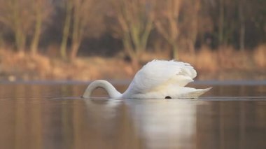 güneş doğarken Kuğu