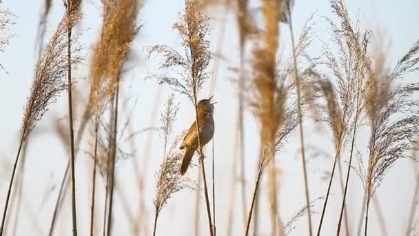 Unusual birds singing spring — Stock Video