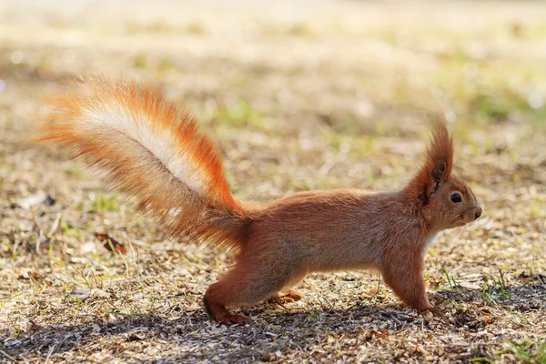 Scoiattolo con coda rialzata — Foto Stock