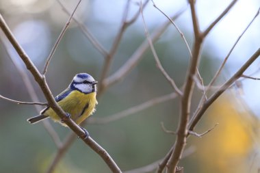 Mavi baştankara dal