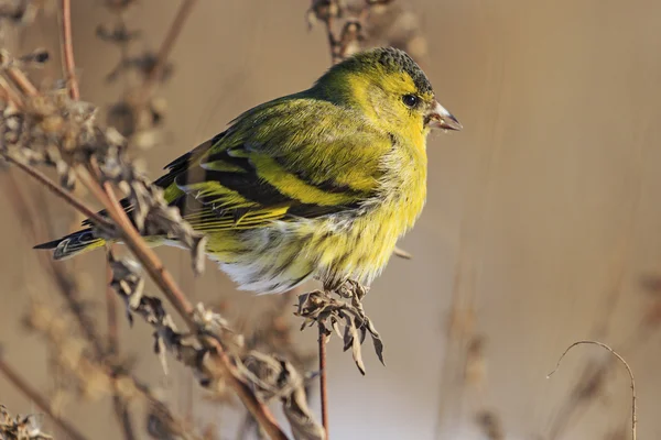 Hermoso retrato siskin — Foto de Stock