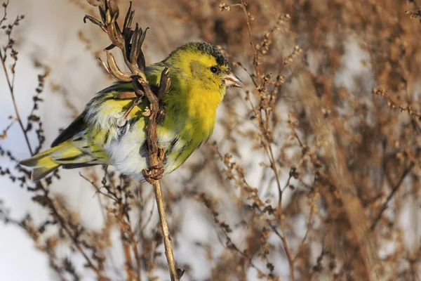 Siskin sentado en una rama de malezas, campo salvaje — Foto de Stock