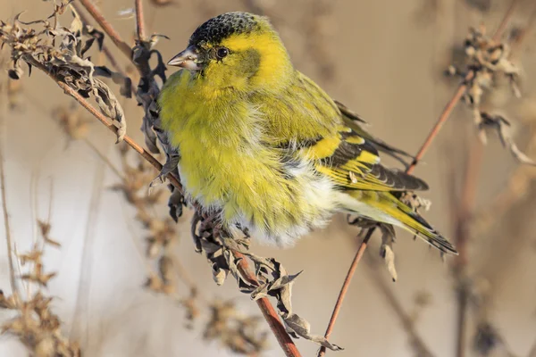 Siskin close-up sentado em um ramo — Fotografia de Stock