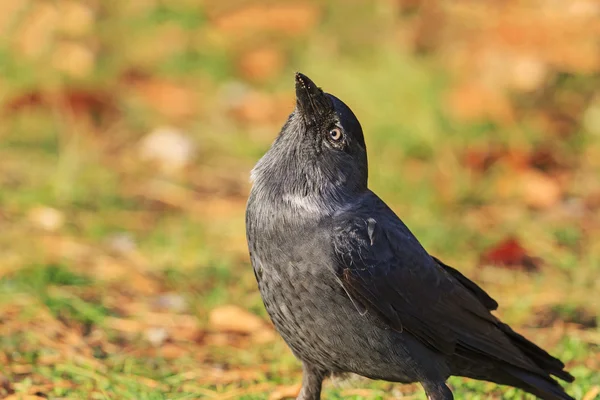 Jackdaw regarde le ciel avec un bec levé — Photo