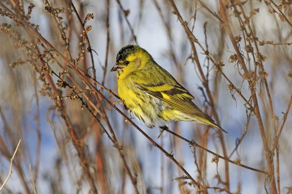 Siskin sentado en una rama de malezas — Foto de Stock