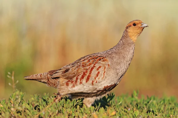 Šedé partridge jde na zelené trávě — Stock fotografie