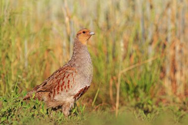 alanın kenarında gri keklik 