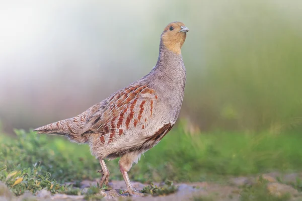 Grå partridge bästa kamouflage med soliga hotspot — Stockfoto