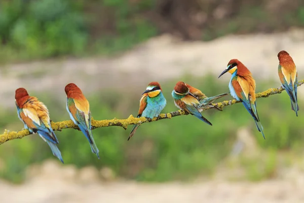 Sok színes madarak-egy ág — Stock Fotó