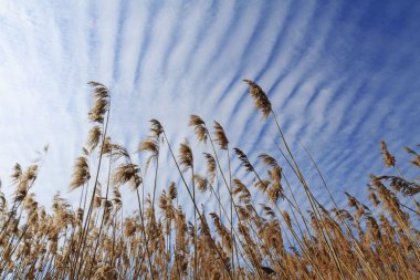 Reedbeds ve güzel gökyüzü