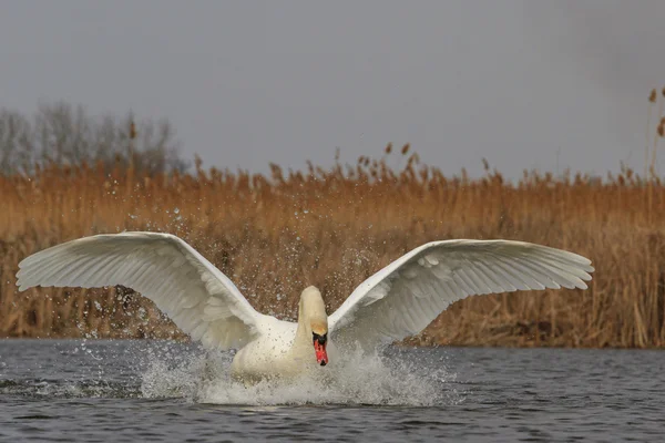 Gouttes d'arrosage Swan flutters — Photo