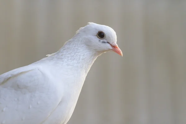 Beyaz posta güvercini portre — Stok fotoğraf