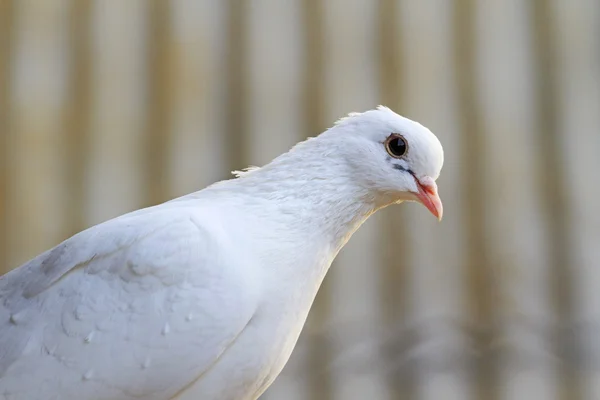 白い伝書鳩 — ストック写真