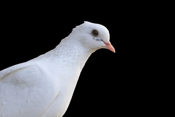 Weiße Taube Porträt isoliert auf schwarz — Stockfoto