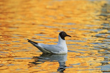 Turuncu suda yüzen kuş