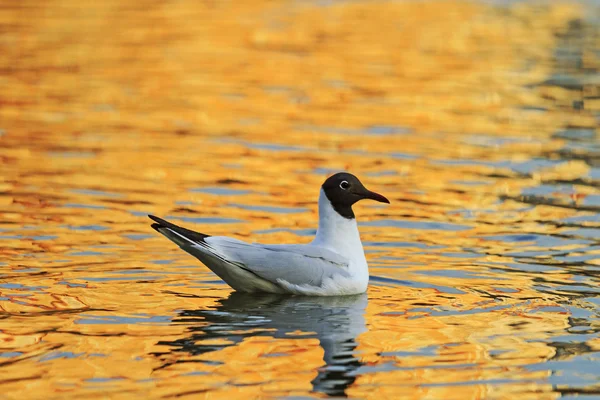 Turuncu suda yüzen kuş — Stok fotoğraf