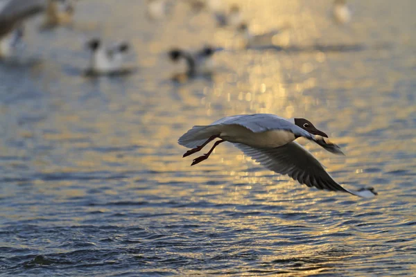 Fiskmås som flyger över vatten — Stockfoto