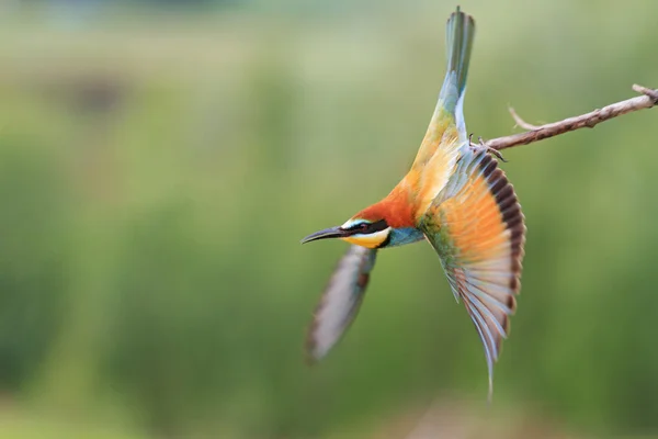 Paraíso pássaro voa de ramo — Fotografia de Stock