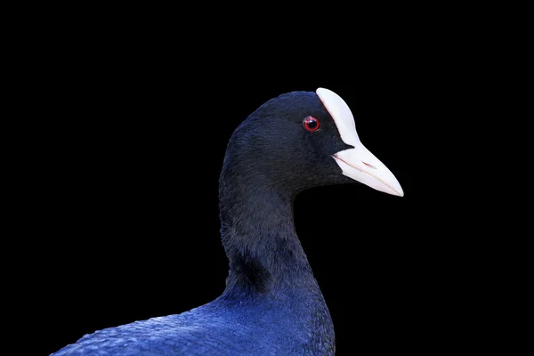 Coot on a black background — Stock Photo, Image