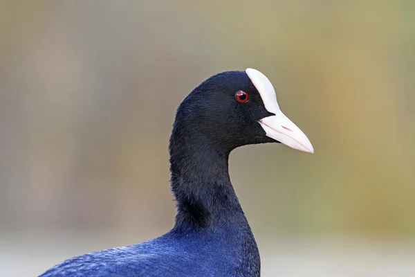 Trouba na pozadí portrétu stromy — Stock fotografie