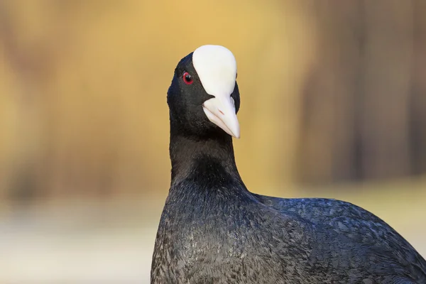 Front blanc et oiseau noir — Photo