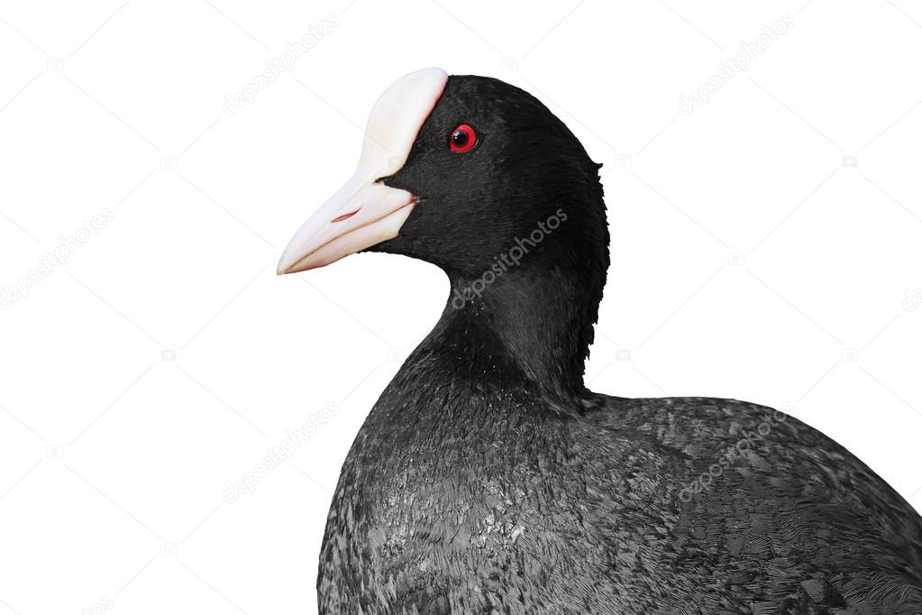 Beautiful portrait of coot isolated on white