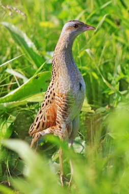 kuş sessizce standları
