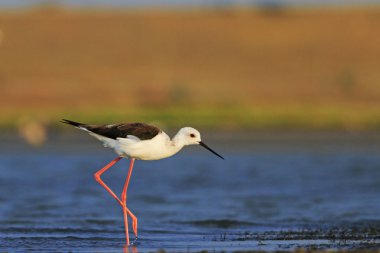 Uzun bacaklı kuş ve muhteşem manzara