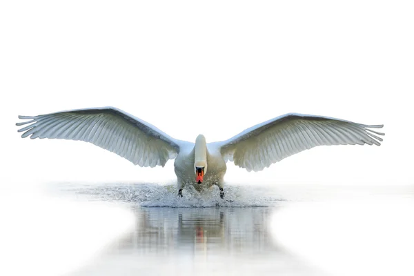 Swan med öppna vingar isolerad på vita bllurred bakgrund — Stockfoto