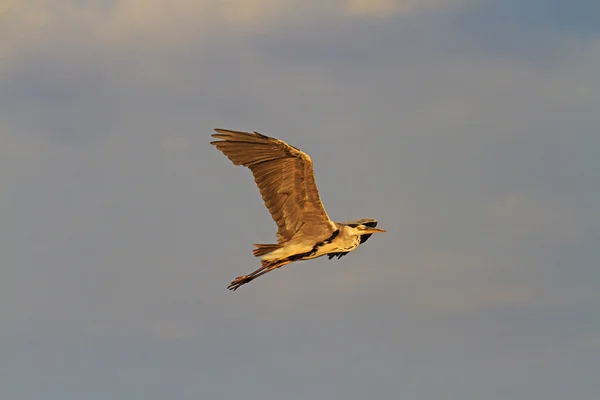 Volavka popelavá létání při východu slunce — Stock fotografie