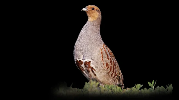 Rapphönan står i givakt isolerad på suddig svart bakgrund — Stockfoto