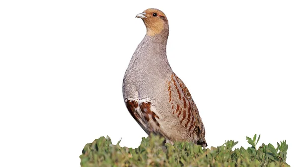 Grey partridge stands at attention — Stock Photo, Image