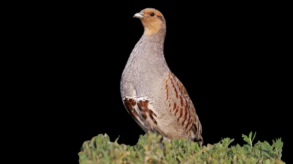 Szürke partridge áll, vigyázzban elszigetelt fekete háttér — Stock Fotó