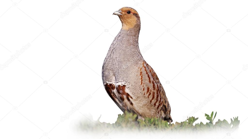 Grey partridge beautiful poses isolated on  blurred white background