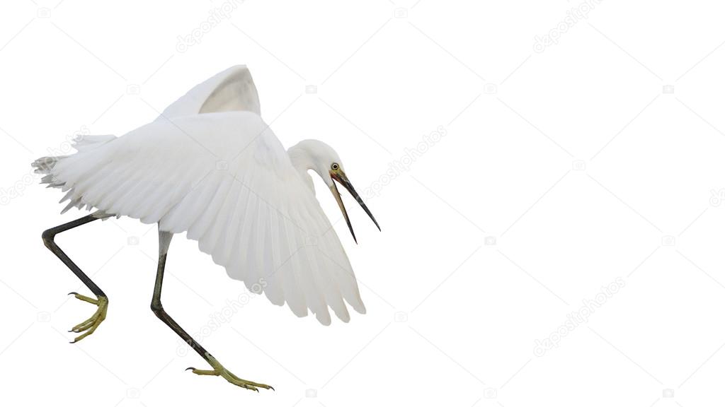 Small white heron isolated on white background