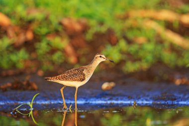 Güzel renkler arasında ahşap kum kuşu