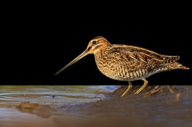 İzole üzerinde siyah su çulluğu