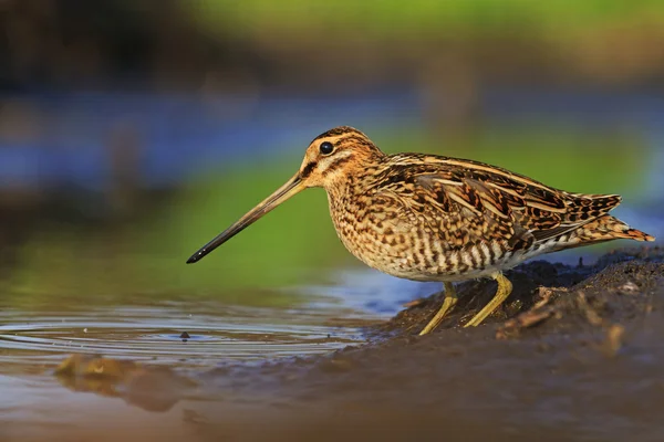 Snipe att avgöra — Stockfoto