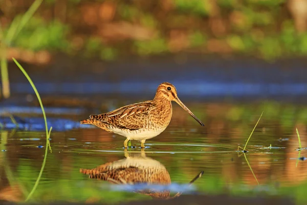 Wader with reflection in water — Stock Photo, Image